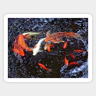 Swimming Koi Sticker